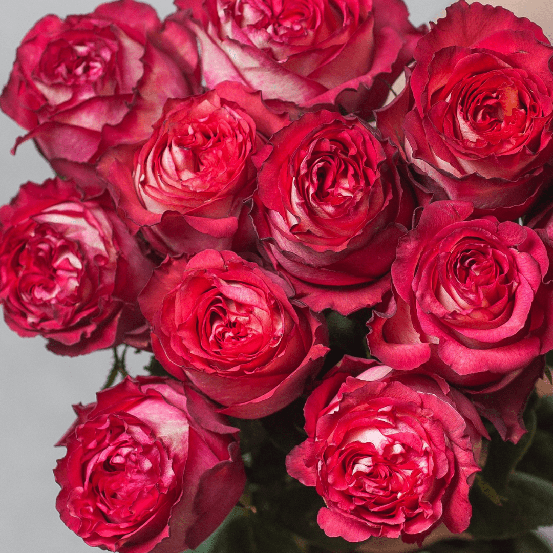 Розы Эквадорские